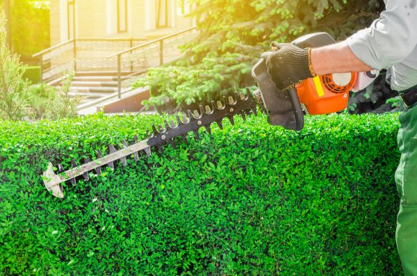 Hedge Trimming Service