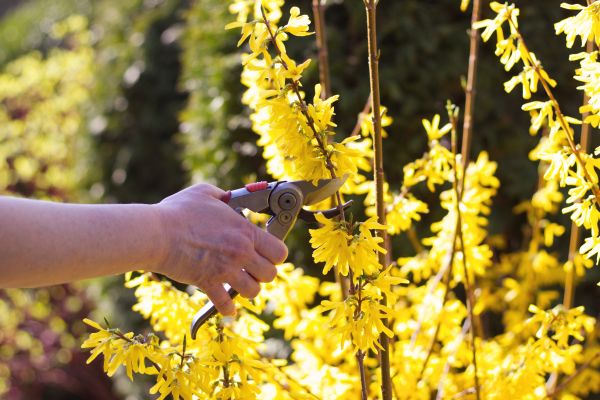 Forsythia Pruning