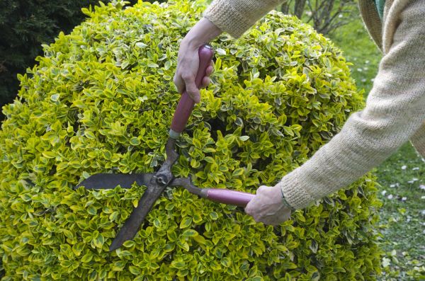 Boxwood Trimming