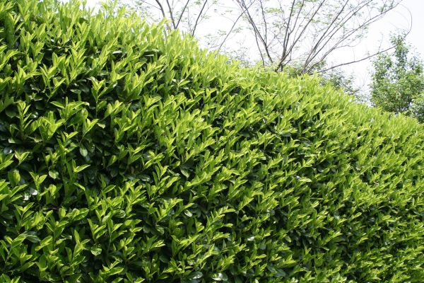 Laurel Shrub Removal