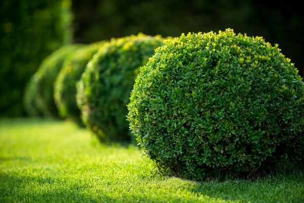 Boxwood Shaping