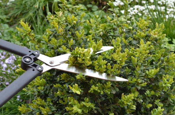 Boxwood Trimming