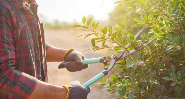 Shrub Pruning