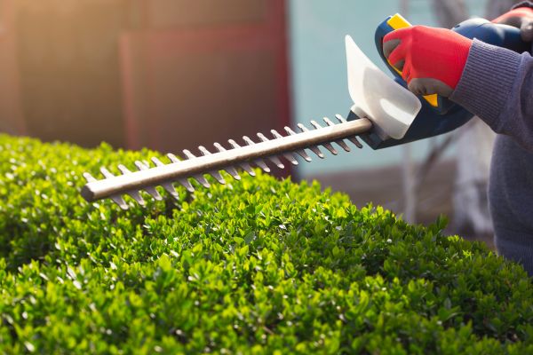 Bush Trimming