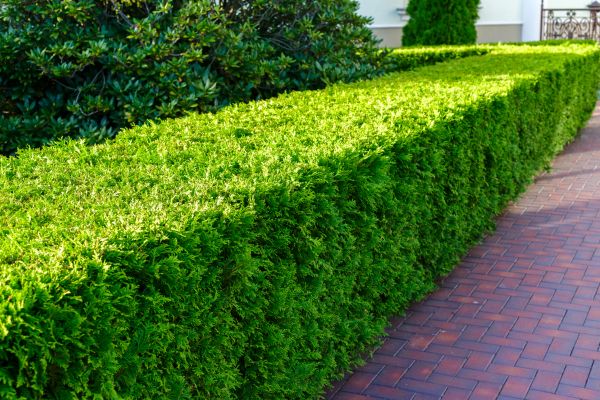 Hedge Maintenance