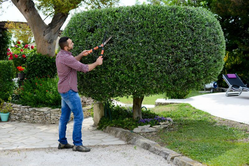 Expert Shrub Trimming